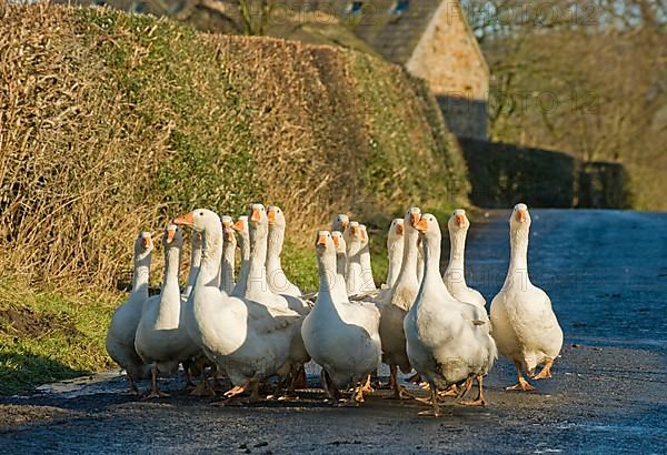 Domestic Goose