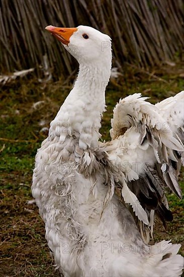 Domestic Goose