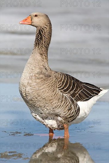 Domestic Goose