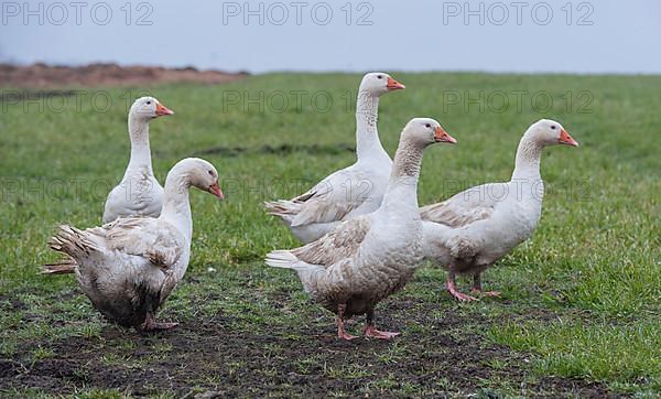 Emden goose