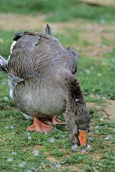 Toulouse geese