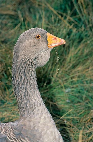 Toulouse Geese