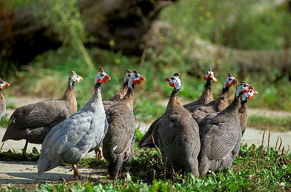 Helmeted Guineafowl