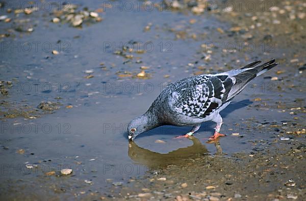 Homing pigeons