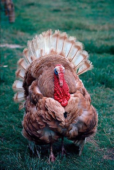 Common turkey