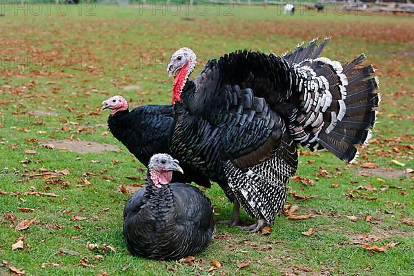 Turkey domestic