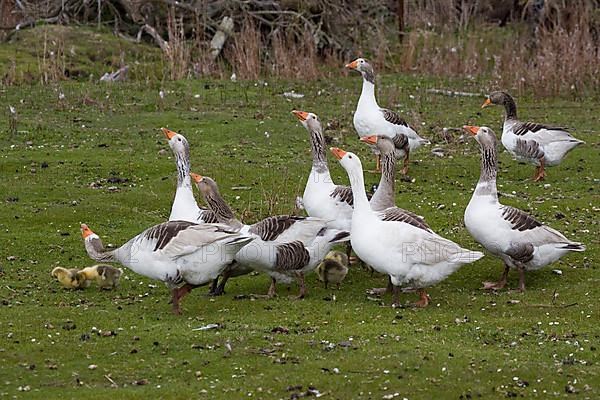 Domestic geese