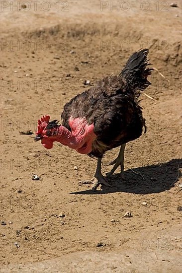 Romanian bare-necked chicken