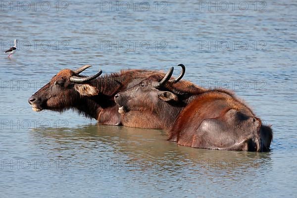Wild buffalo in Sri Lanka are able to interbreed completely with domestic buffalo. The name