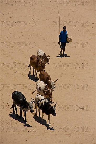 Zebus cattle