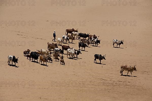 Zebus cattle