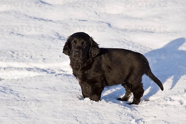 Pedigree dogs