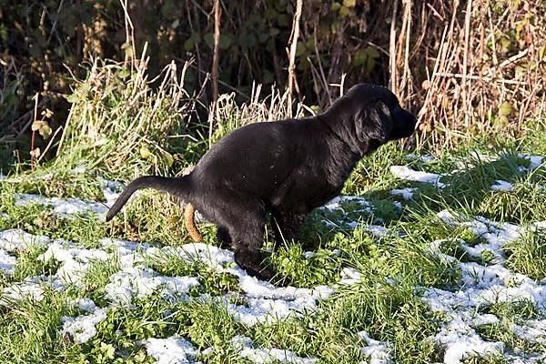 Pedigree dogs