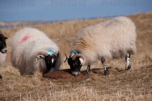 Scottish black face sheep