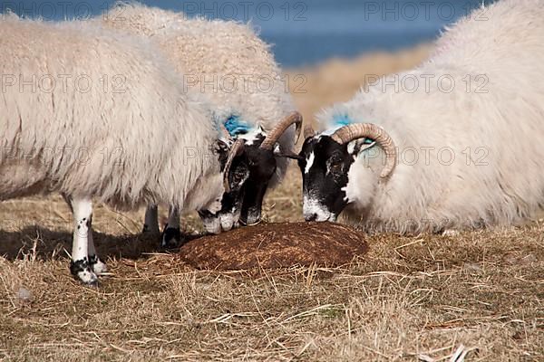 Scottish black faced sheep