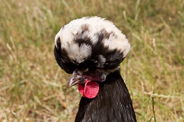 Paduan chicken