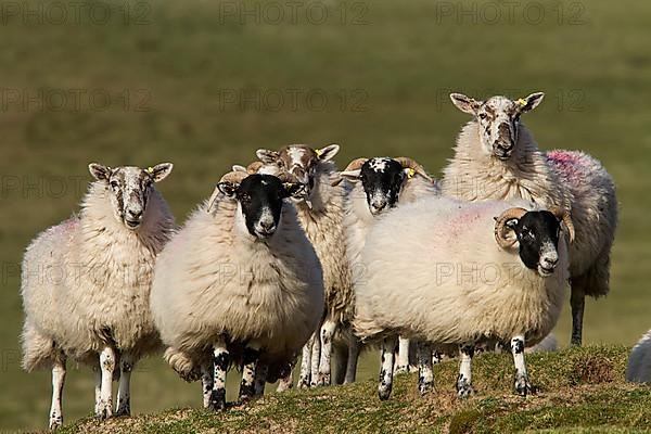 Scottish Blackface sheep