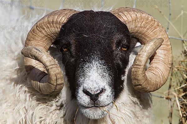 The Scottish Blackface is the most common breed of domestic sheep in the UK. This hardy and adaptable breed is often found in more exposed locations