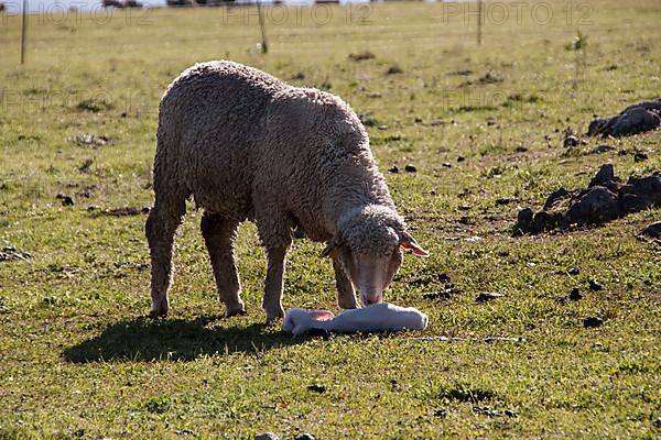 Merino sheep