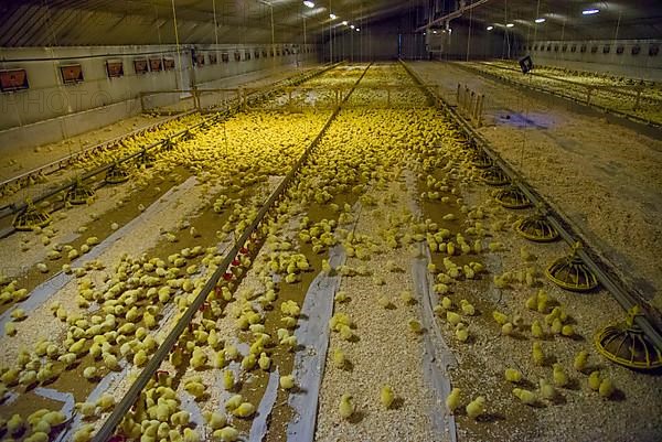 Poultry Farm