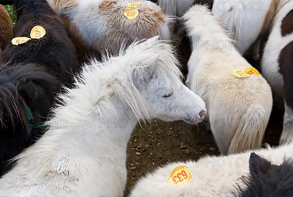 Ponies with auction numbers in the pen at auction