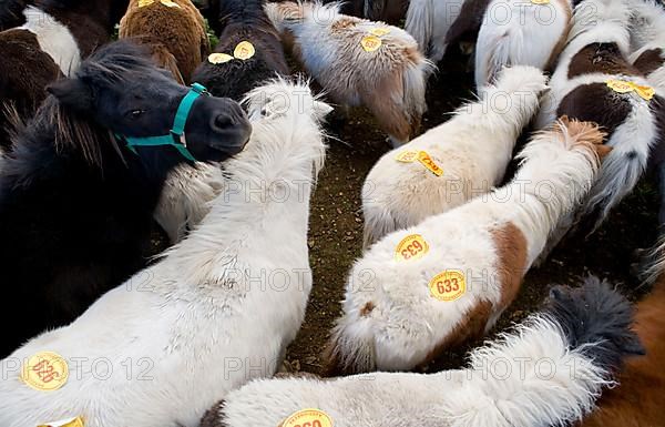 Ponies with auction numbers in the pen at auction