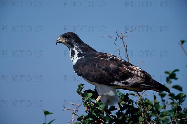 Snail Buzzard