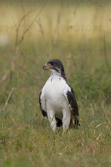 Auger Buzzard