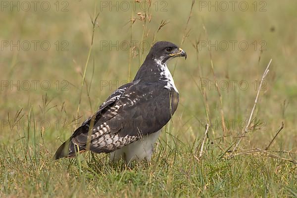 Auger Buzzard