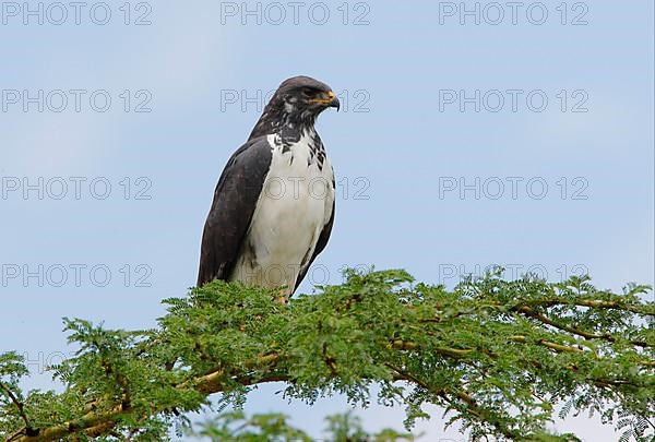 Augur Buzzard