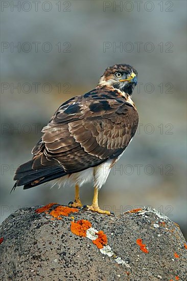 Augur buzzard