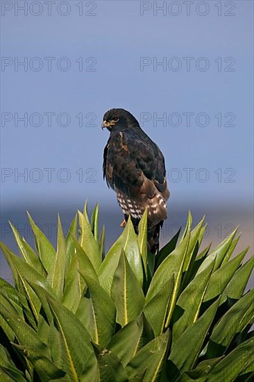 Augur buzzard