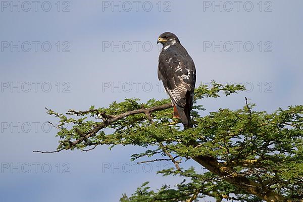 Augur buzzard