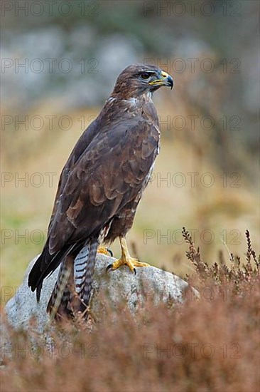 Common Buzzard