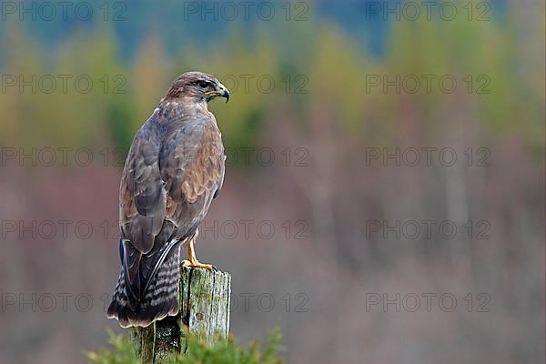 Common Buzzard