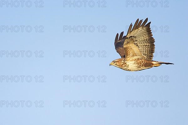 Common Buzzard