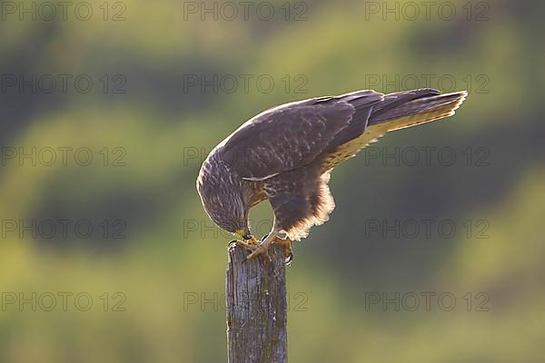 Common Buzzard