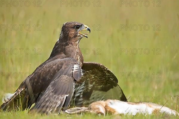 Common Buzzard