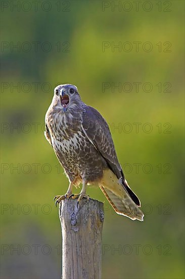 Common Buzzard