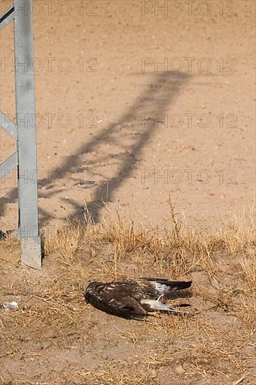 Steppe buzzard