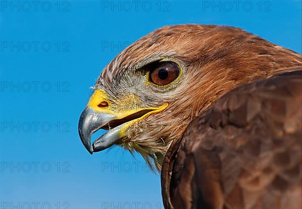 Common Buzzard