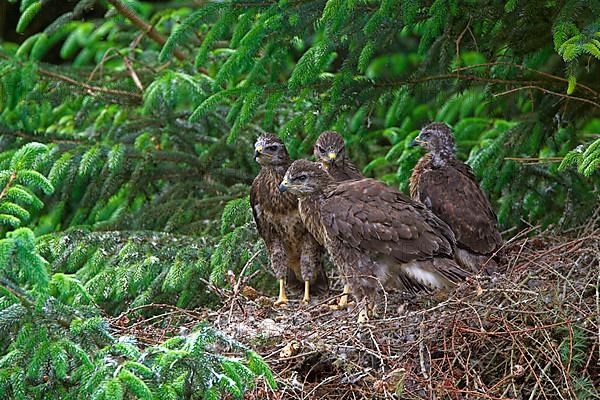 Common Buzzard