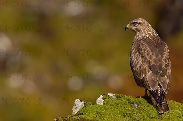 Common Buzzard