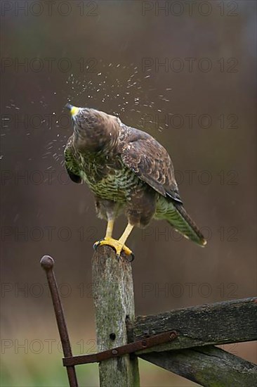 Common Buzzard