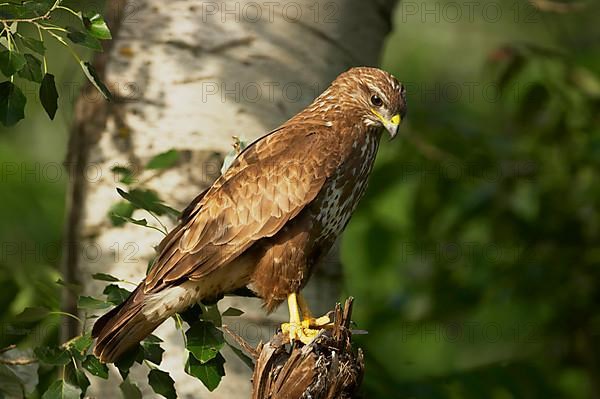 Common Buzzard