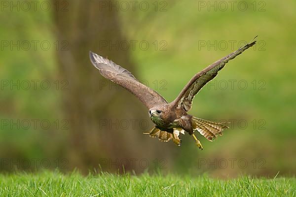 Common Buzzard