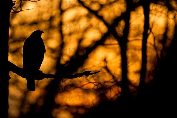 Common Buzzard