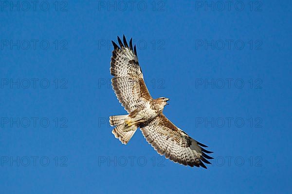 Common Buzzard