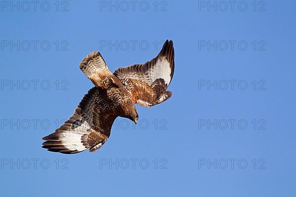 Common Buzzard