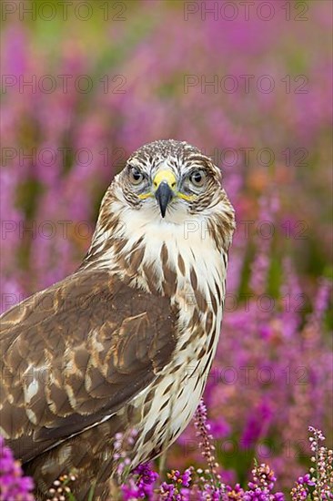 Steppe buzzard